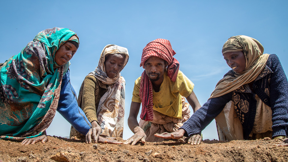 4 people scoop dirt from the dry ground.