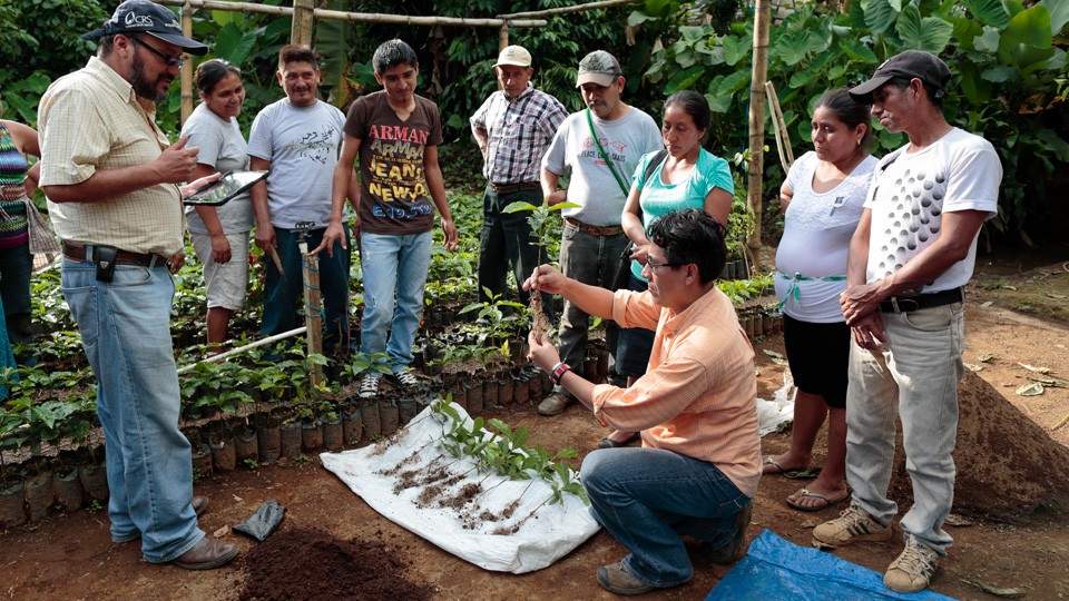 A group of farmers evaluate their coffee plants.
