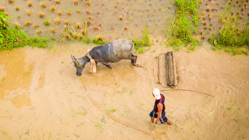 Man walks through flooded field with mule.