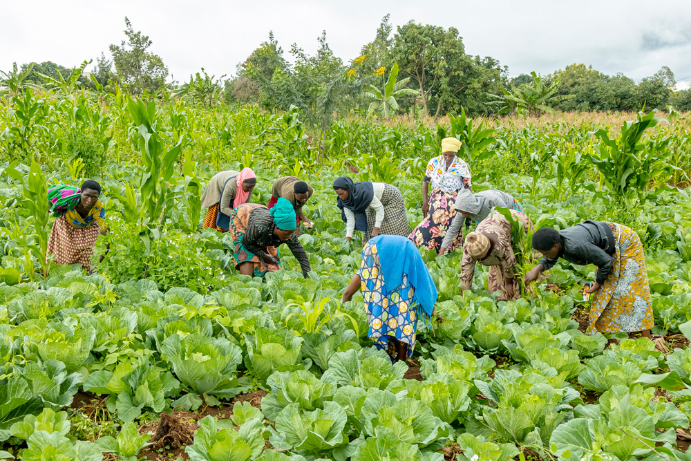 People working in a farm field.