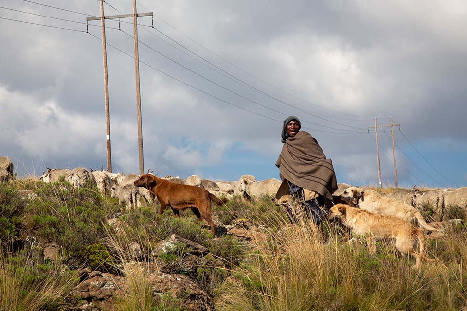 A young herder tends his animals in Lesotho