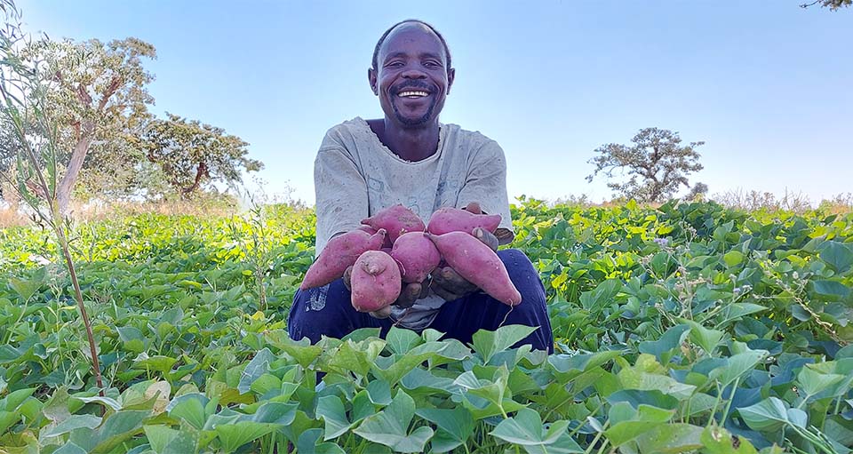 Sudanese farmer holding crops in his field