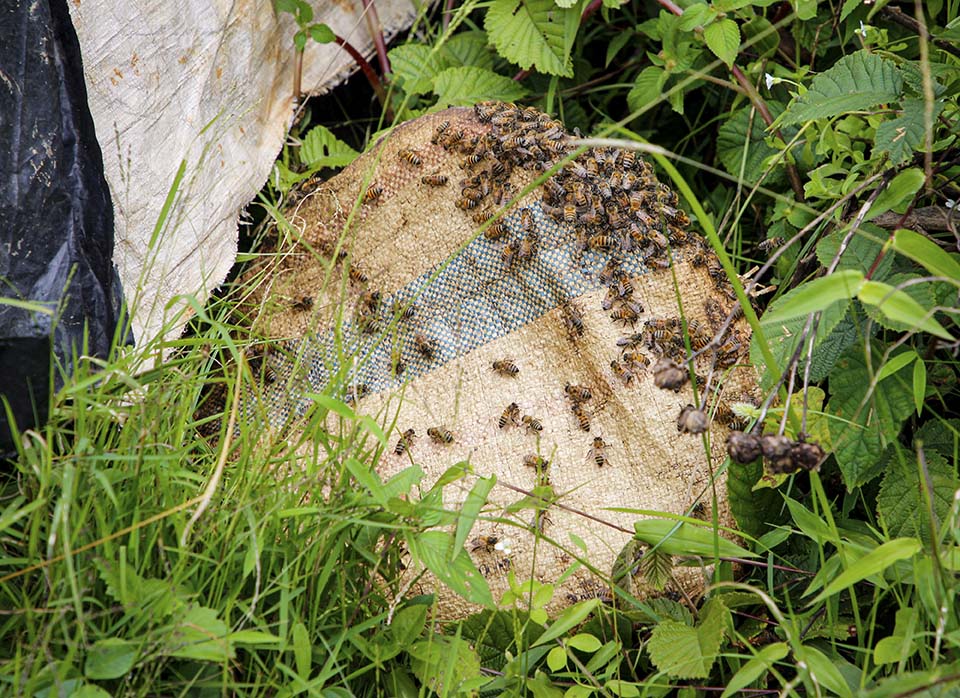 beehive in Rwanda
