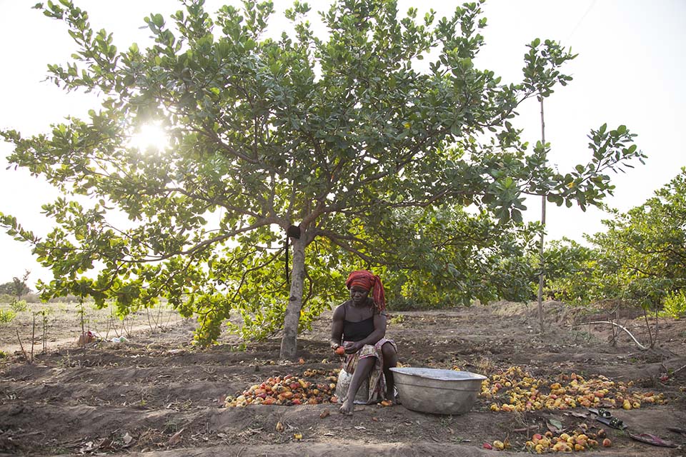 Benin cashew producer