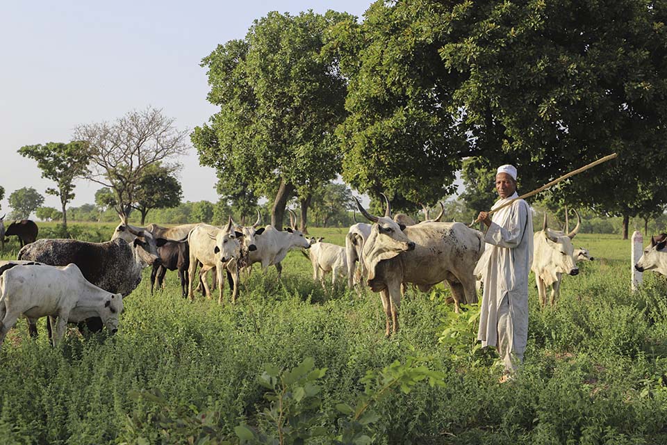 Benin herder with cattle in field