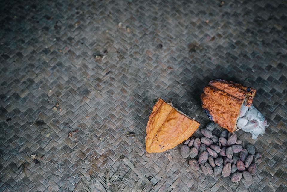 cacao pod broken open to reveal beans