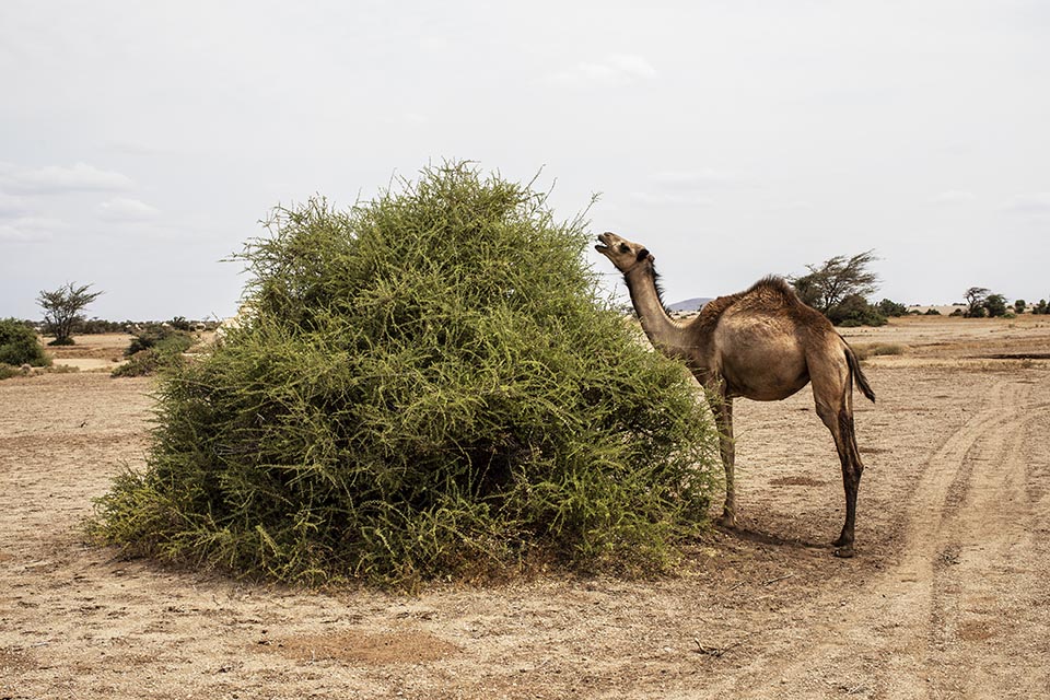 Camel grazing in Kenya