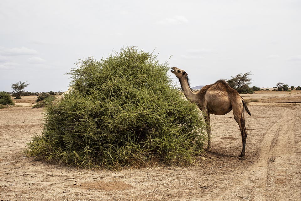 Camel grazing in Kenya 