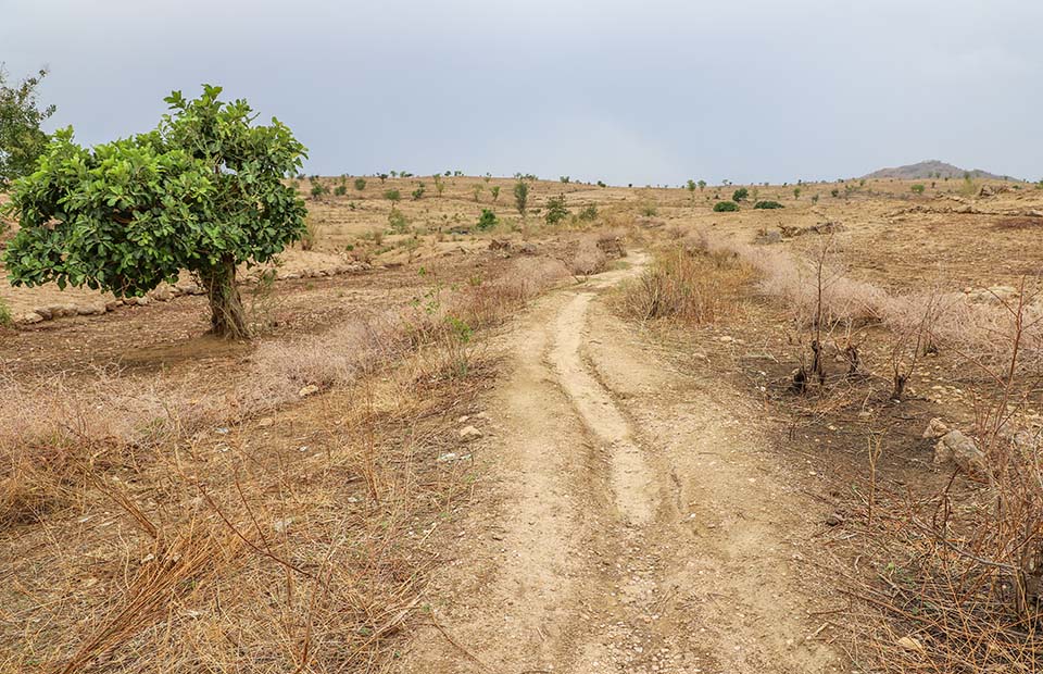 cattle path in Cameroon