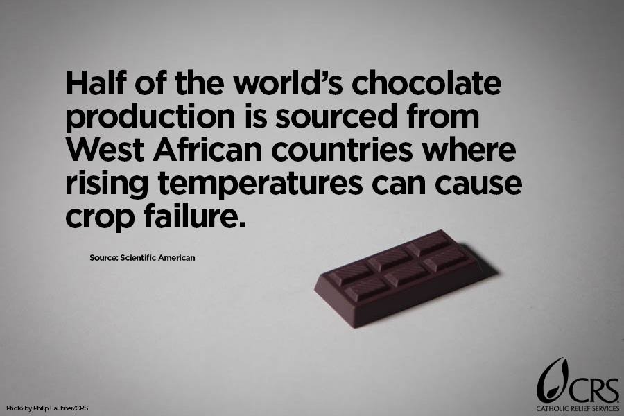Half of the world's chocolate production is sourced from West African countries where rising temperatures can cause crop failure.