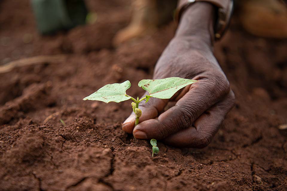 close up hand holding seedling