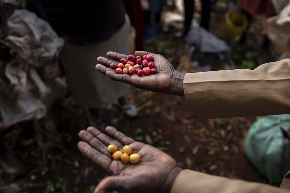 coffee cherries