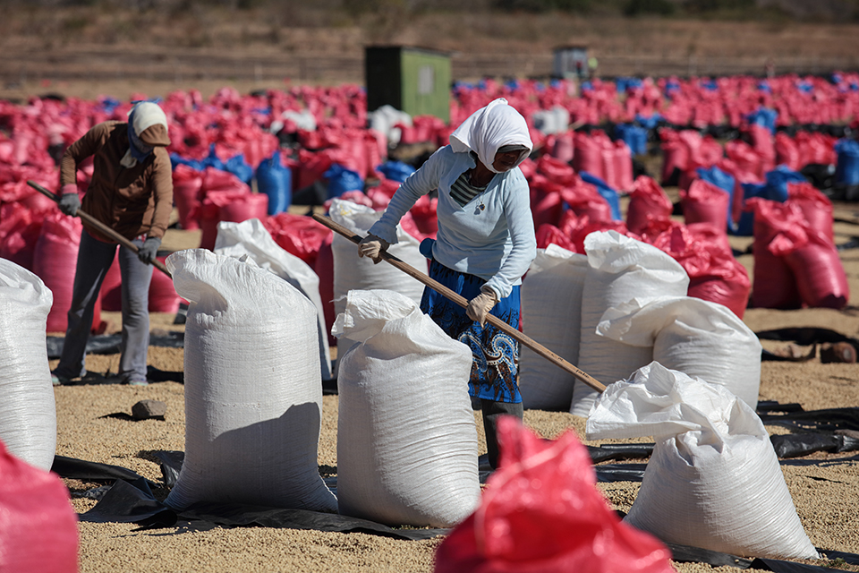 coffee drying in Nicaragua