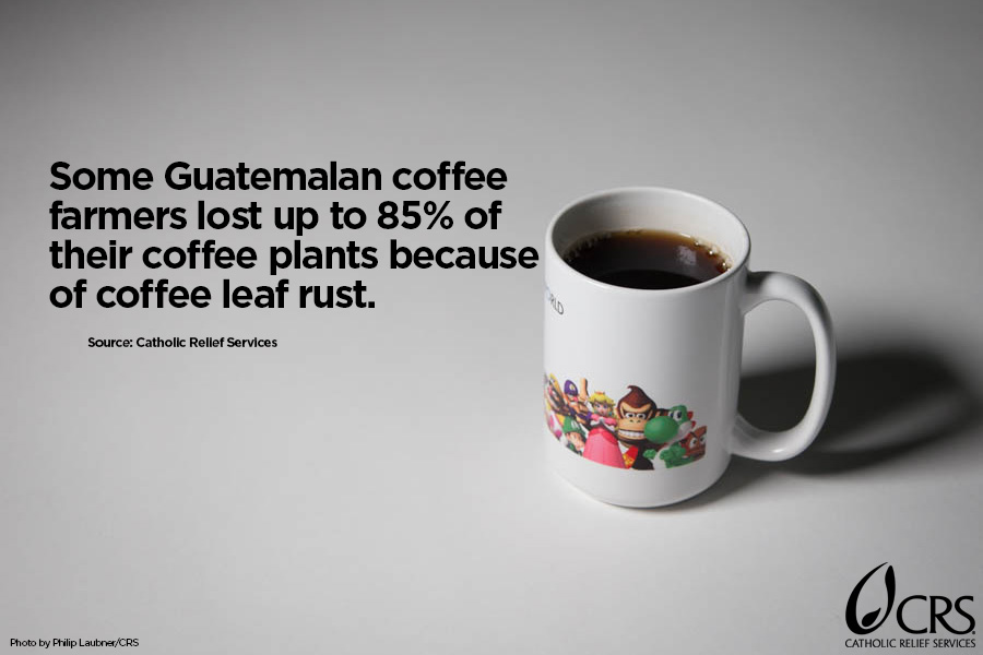 Some Guatemalan coffee farmers lost up to 85% of their coffee plants because of coffee leaf rust.