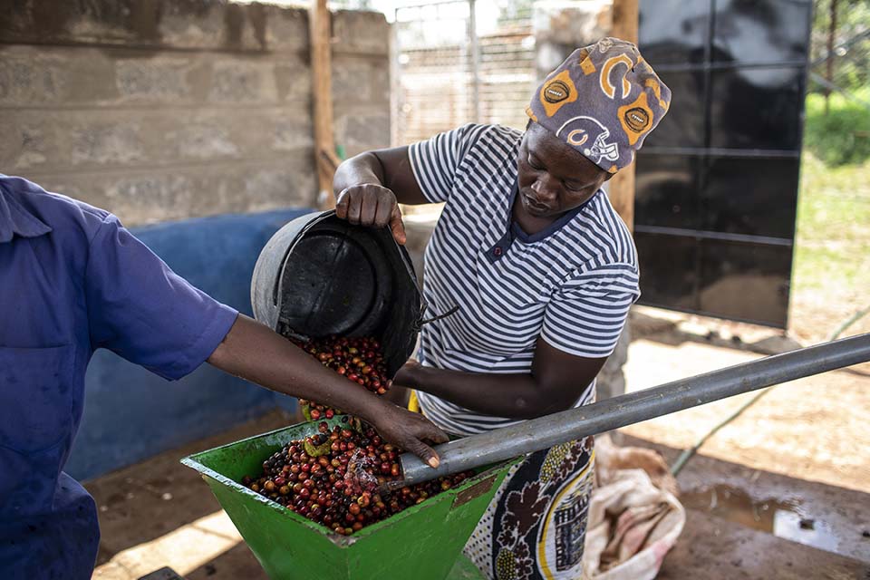 coffee processing in Kenya