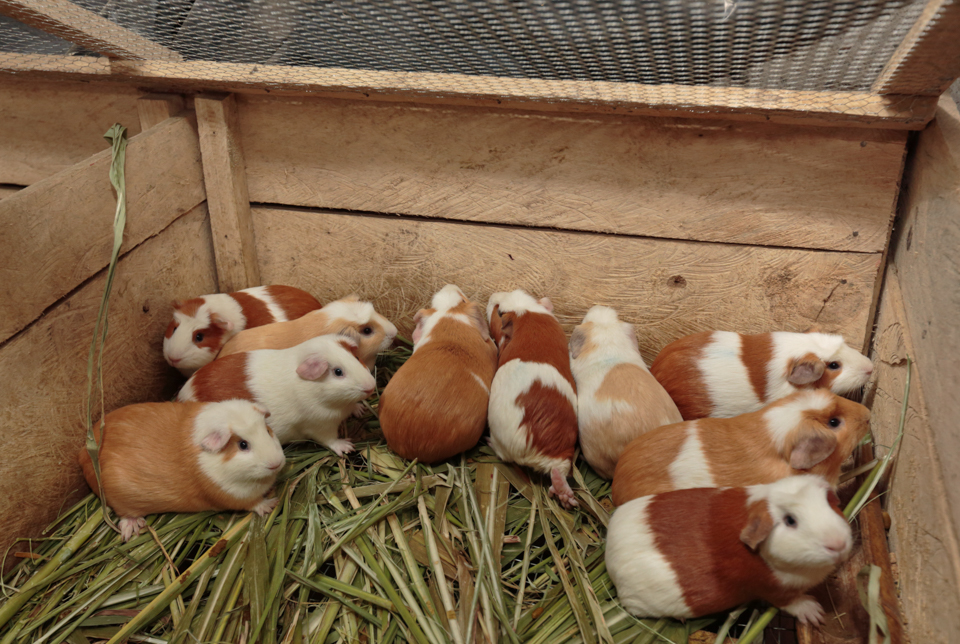 guinea pigs in Colombia