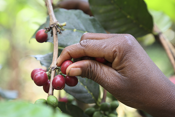 A new policy brief from CRS and Repórter Brasil calls for governments, the coffee industry and consumers to take steps to eradicate modern slavery from the coffee supply chain. Photo by Michael Stulman/CRS