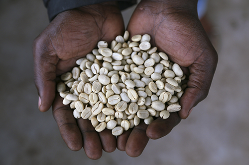 "Kahawa Bora Ya Kivu", or KBYK, project aims to expand high-value market opportunities and reduce vulnerability to hunger and environmental degradation for 6,000 smallholder coffee farmers in the Democratic Republic of Congo. Photo by Michael Stulman/CRS