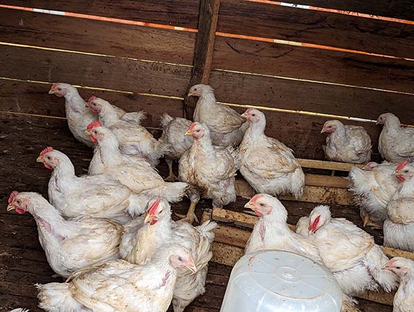 chickens in Cameroon