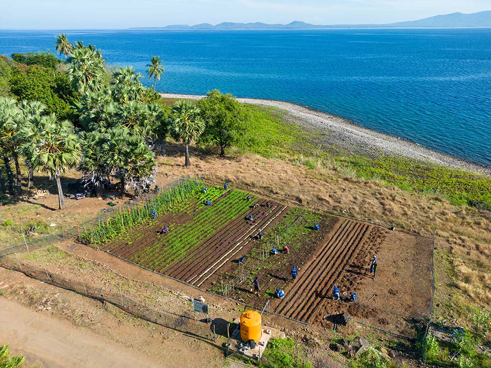 planting demonstration plot in Indonesia