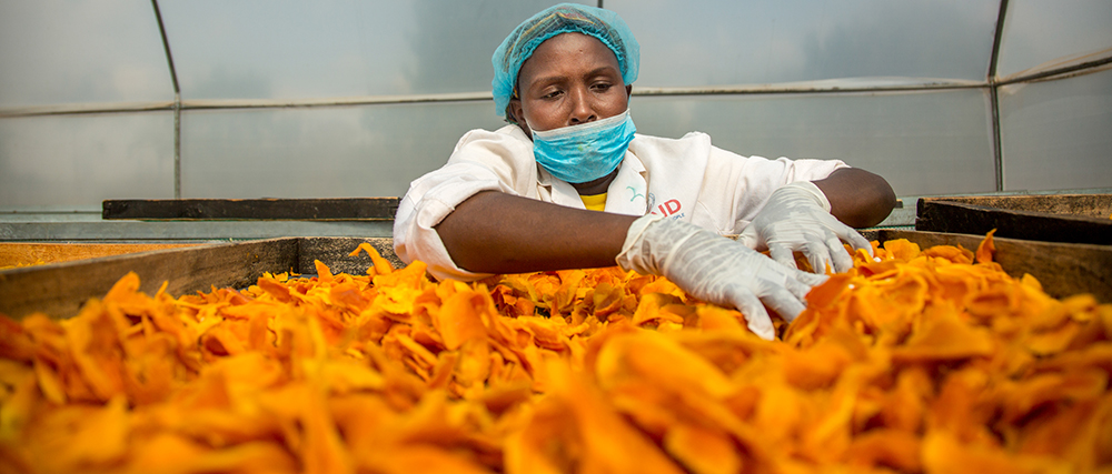 drying mangos in Kenya
