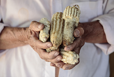 CRS and our partner in El Salvador are helping farmers like Candido Hernandez Orellana build back harvests ruined by drought. Photo by Oscar Leiva/Silverlight for CRS