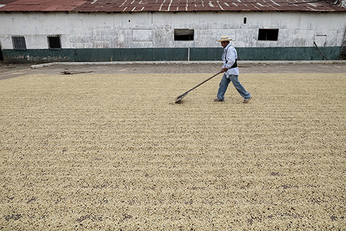 A worker in El Salvador prepares coffee beans on a drying patio. Photo by Oscar Leiva/Silverlight for CRS