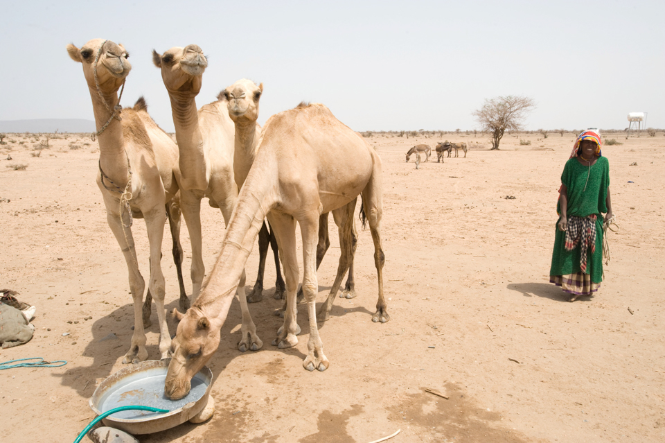 camels in Ethiopia