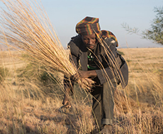 A Dire Kiltu community member cuts grass to sell for roofing and livestock feed in one of the areas protected from livestock feeding and crop harvesting. Photo by Sara A. Fajardo/CRS