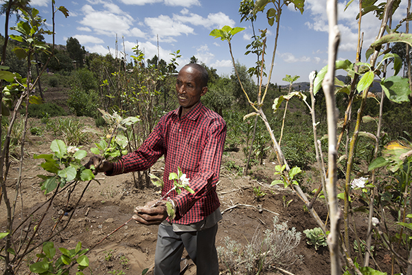 Isike Abdukerim, a poor farmer in the eastern part of Ethiopia, has learned new farming and irrigation practices that help him grow crops even when there's drought. Photo by Petterik Wiggers for CRS