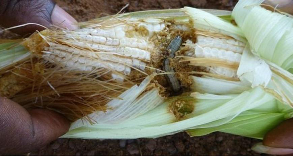 fall armyworm boring through corn