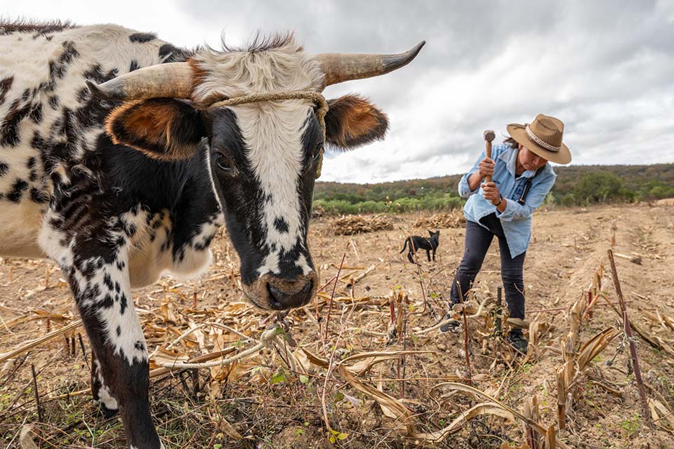 farmer tends her chow in Mexico