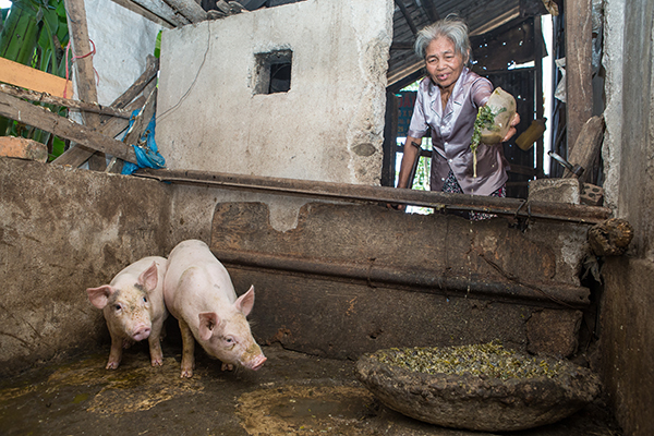 woman feeds pigs in Vietnam