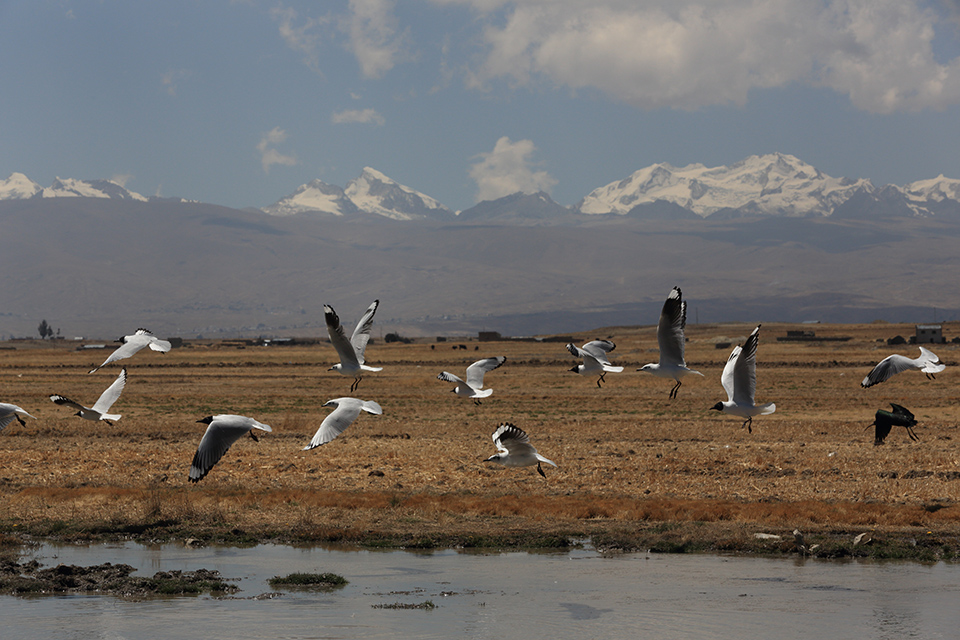 birds take flight in Bolivia