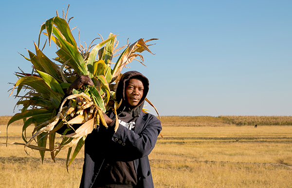 gathering fodder in Lesotho