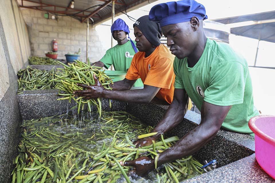 green vanilla is washed in Uganda processing facility