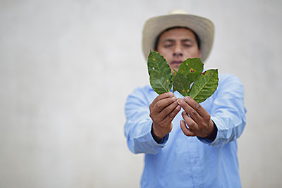 Guatemalan farmer Inez Ramirez shows the devastation of coffee leaf rush. Photo by Silverlight for CRS