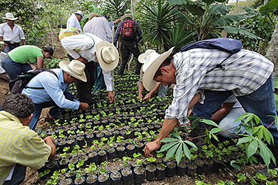 Photo by Silverlight for CRS Workers inspect a seedbed for signs of the leaf-rust fungus. Photo by Silverlight for CRS