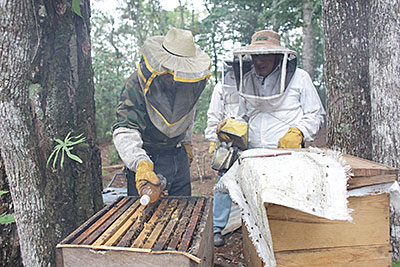 Photo by Silverlight for CRS Beekeeping provides income when coffee crops are lost due to leaf rust. Photo by Silverlight for CRS