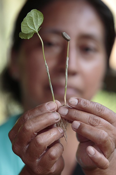 A worker holds grafted coffee plants at a coffee nursery in San Marcos, Guatemala. CRS helps increase farmer resilience wth efficient management, improved varieties, and expanded access to technical and financial services. Photo by Oscar Leiva/Silverlight