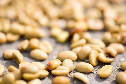 After depulping and drying, “green” coffee beans are ready for roasting. Photo by Philip Laubner/CRS