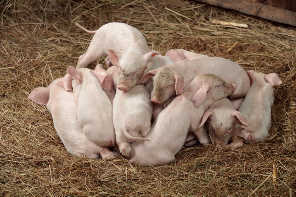 litter of pigs in Guatemala