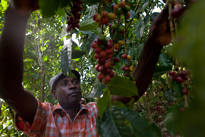 Israel Chery examines coffee berries on a neighbor's coffee plantation. CRS is working with thousands of coffee farmers to improve production, while connecting them with coffee buyers and other organizations who can provide financial help to the farmers'