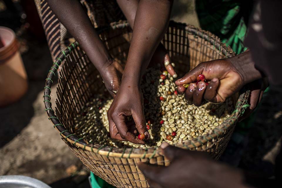 young Tanzanian coffee producers