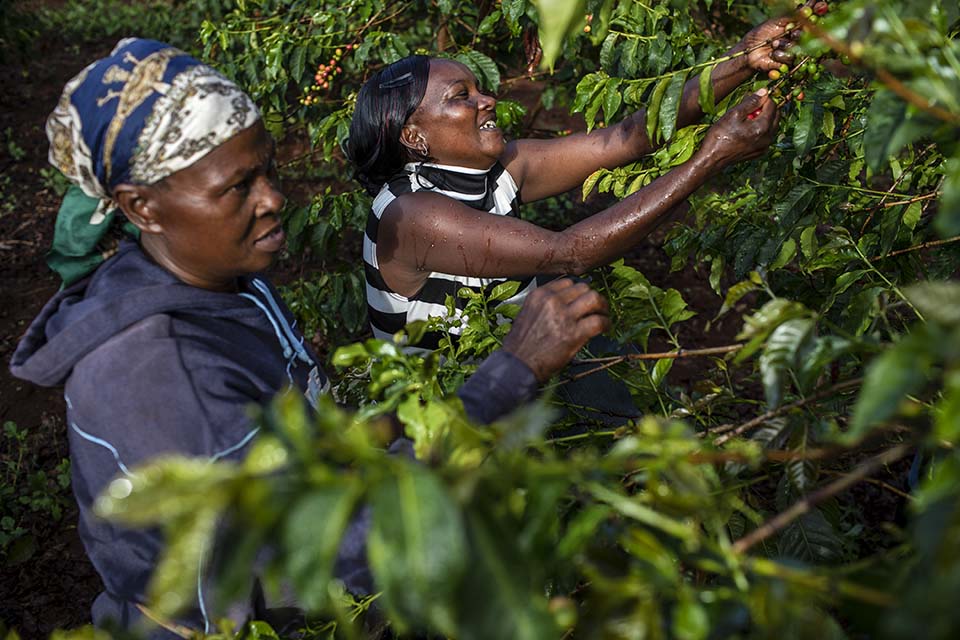harvesting coffee in Kenya