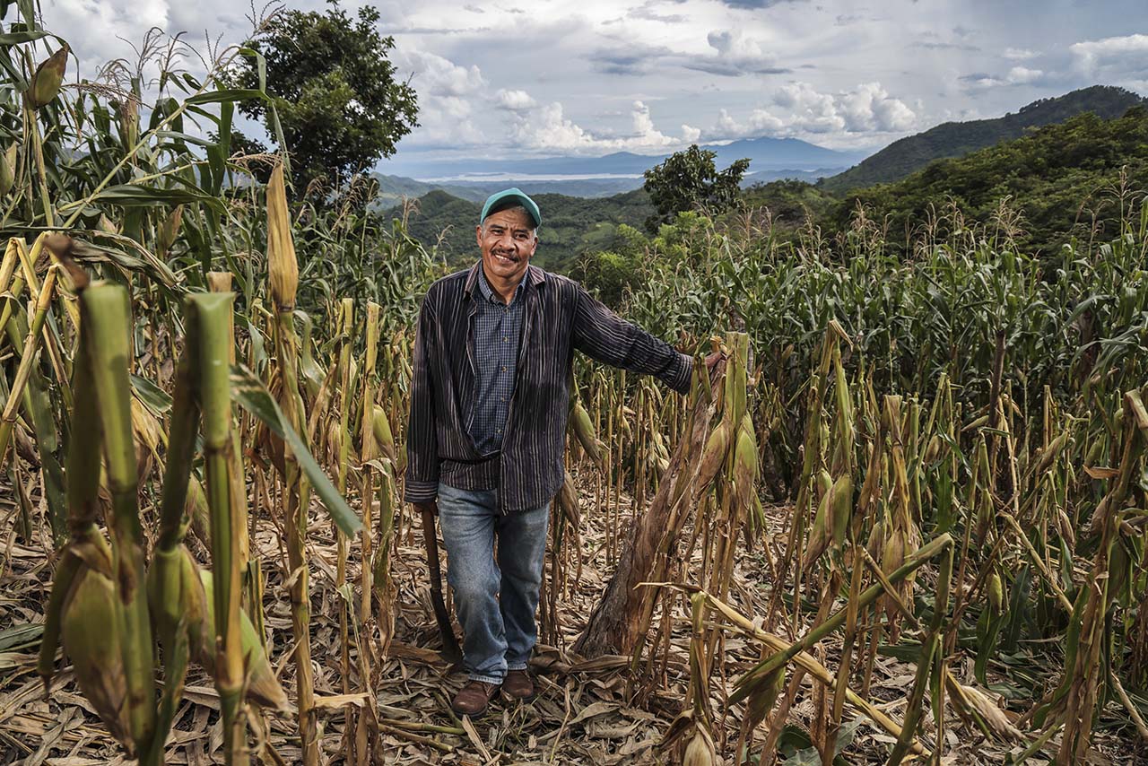 Honduran farmer standing in field