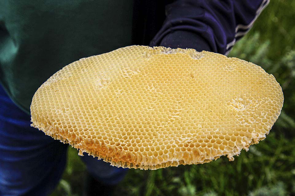 honeycomb