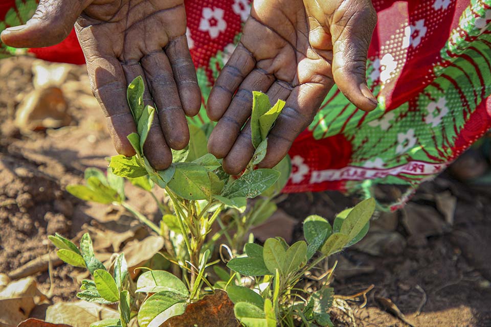 improved peanut plants in Central African Republic