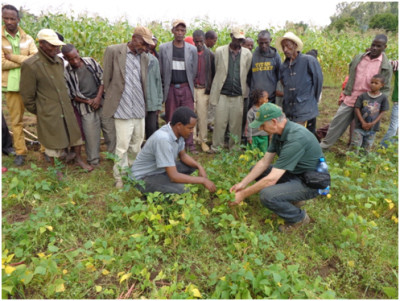 Kandel shows farmers the differences in the color of the dry bean plants. “Inoculation of the beans would be a simple solution to increase the productivity of the beans.” Copyright Hans Kandel, 2014. Used with permission.