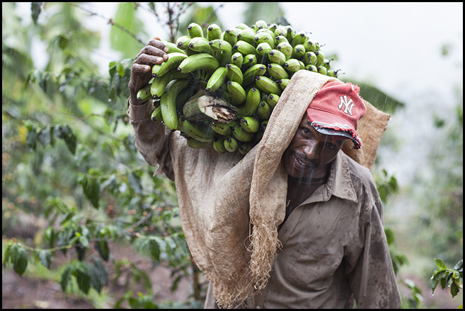 Coffee farmer David Wambugu learned to diversify his crops and grow his family's income with help from CRS and its partners in Kenya. Photo by Sara A. Fajardo/CRS